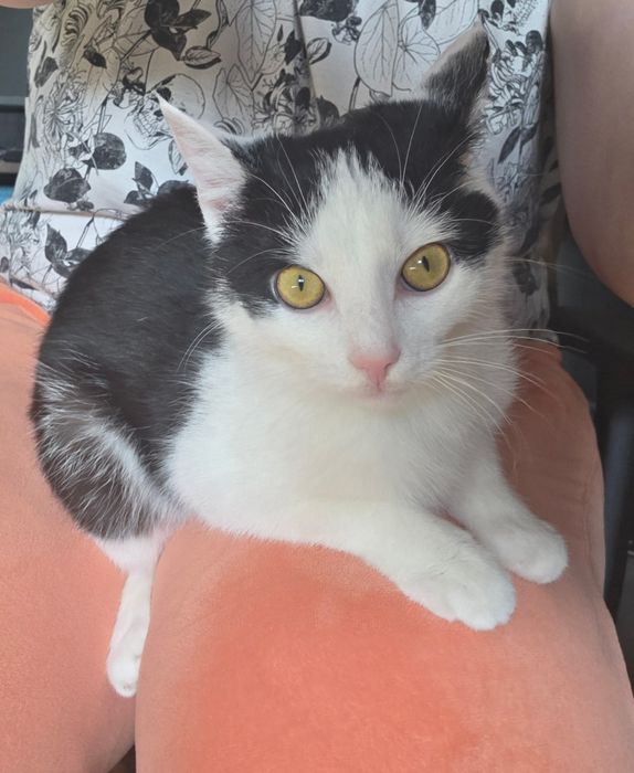 5 miesięczna kotka szuka domu niewychodzącego