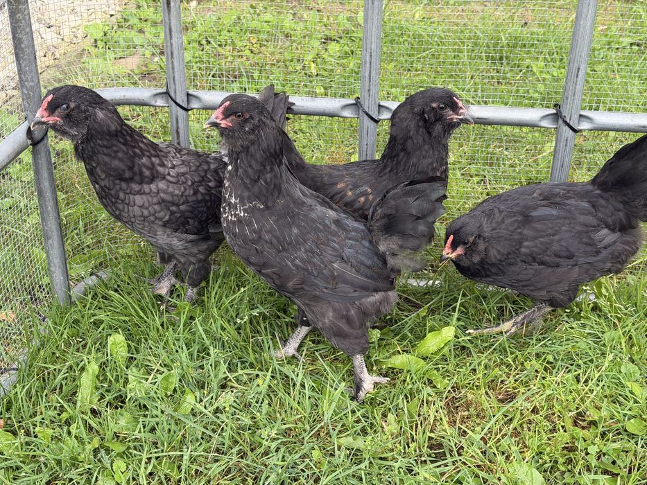 Araukana Olive Egger 4 koguty z oliwkowych jaj z Niemiec Okazja