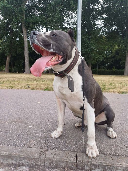 Pitbull psy szczenaki