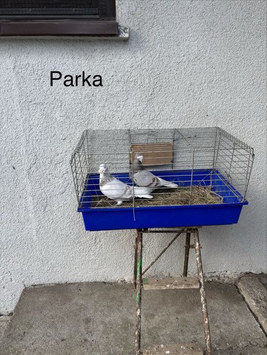 Gołebie staropolskie