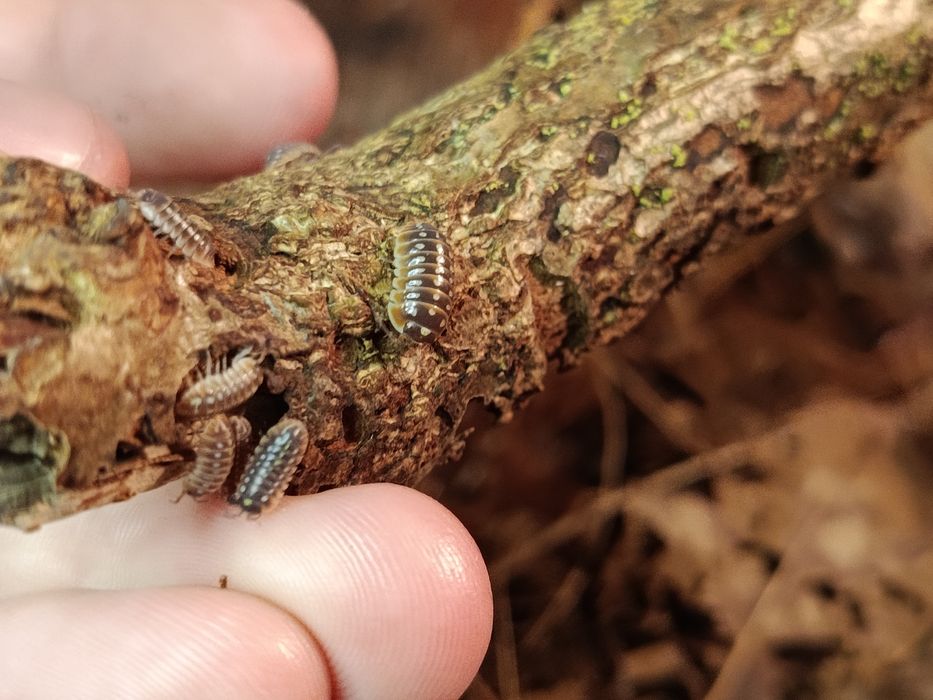 Isopody - Armadillidium Klugi
