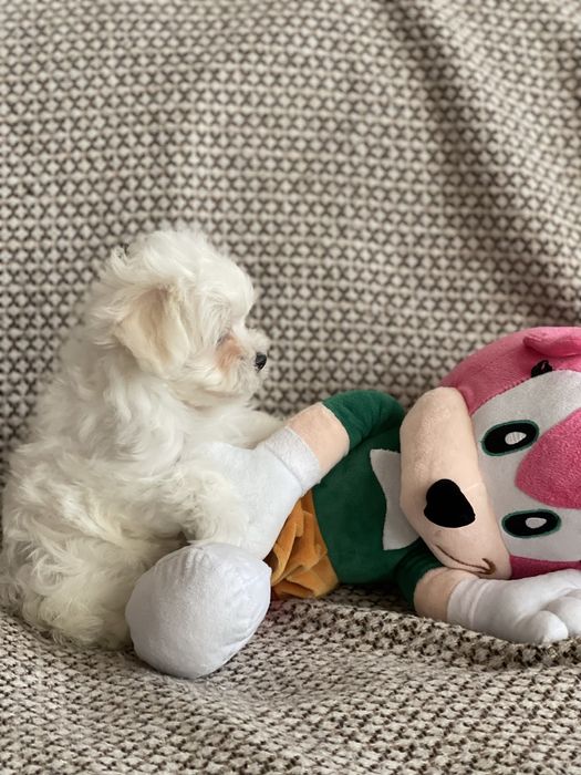 Мальтезе мальчик с документами