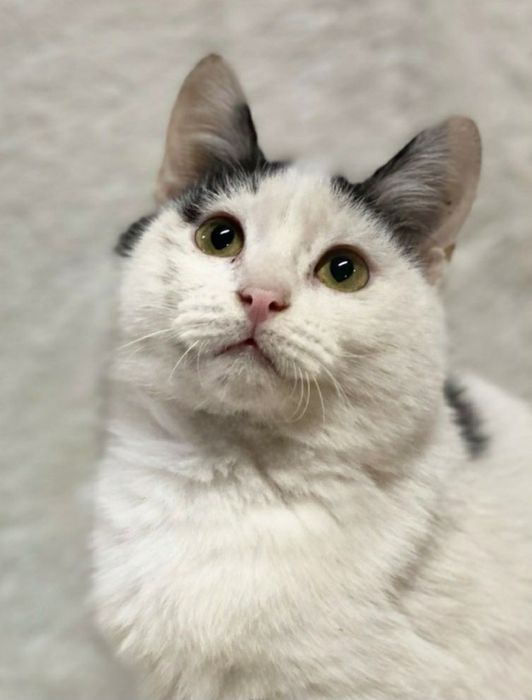 Отдам даром в добрые руки зеленоглазую бело-черную кошечку