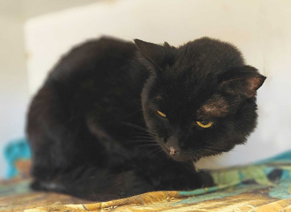 Розумний, серйозний котик Роджер мріє про родину (3 р.). Кастр. Кот