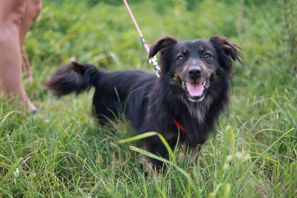 Młody, wesoły i kompaktowych rozmiarów piesek poleca się do adopcji