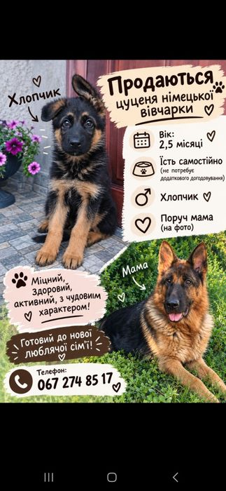 Цуценя Німецької вівчарки