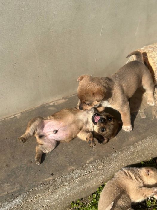 Щенки отдам в хорошие руки