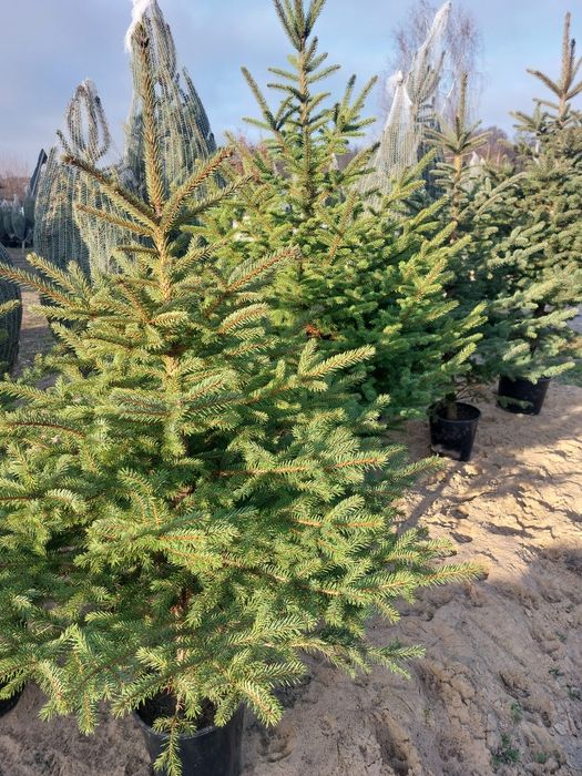 Choinki z dowozem do klienta.