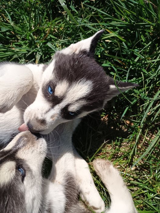 Siberian Husky piesek