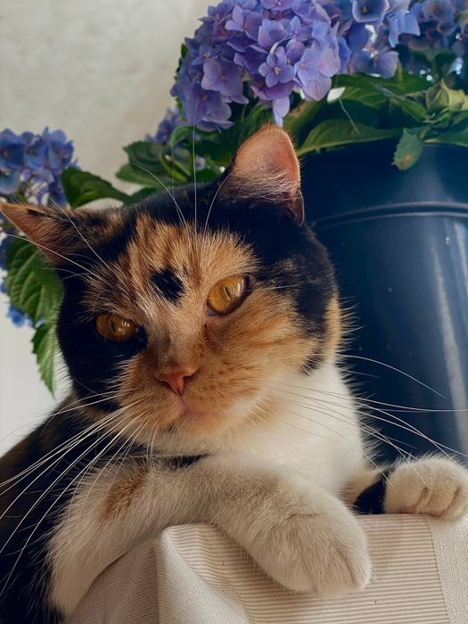 Скотіш страйт, шотландська прямовуха кішка