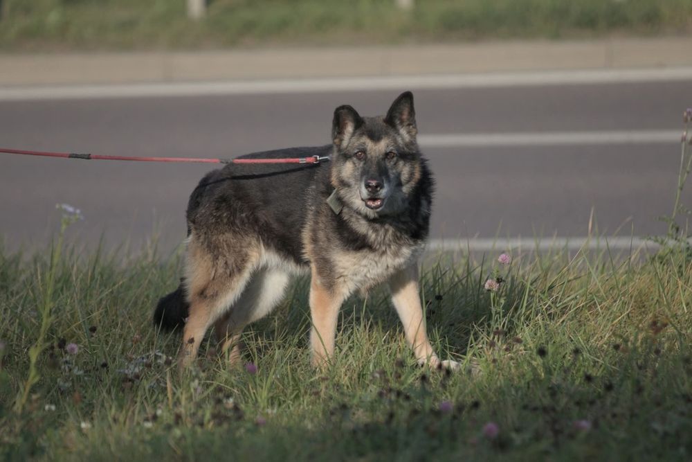 Podaruj dom dla Zapolki