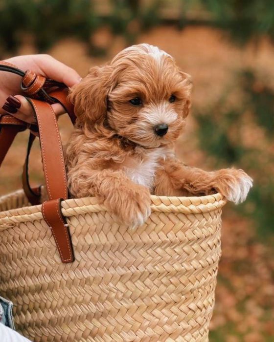 Крохітний малюк Мальтипу F1 VIP