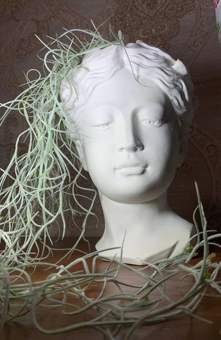 Тілландсія Усневидная