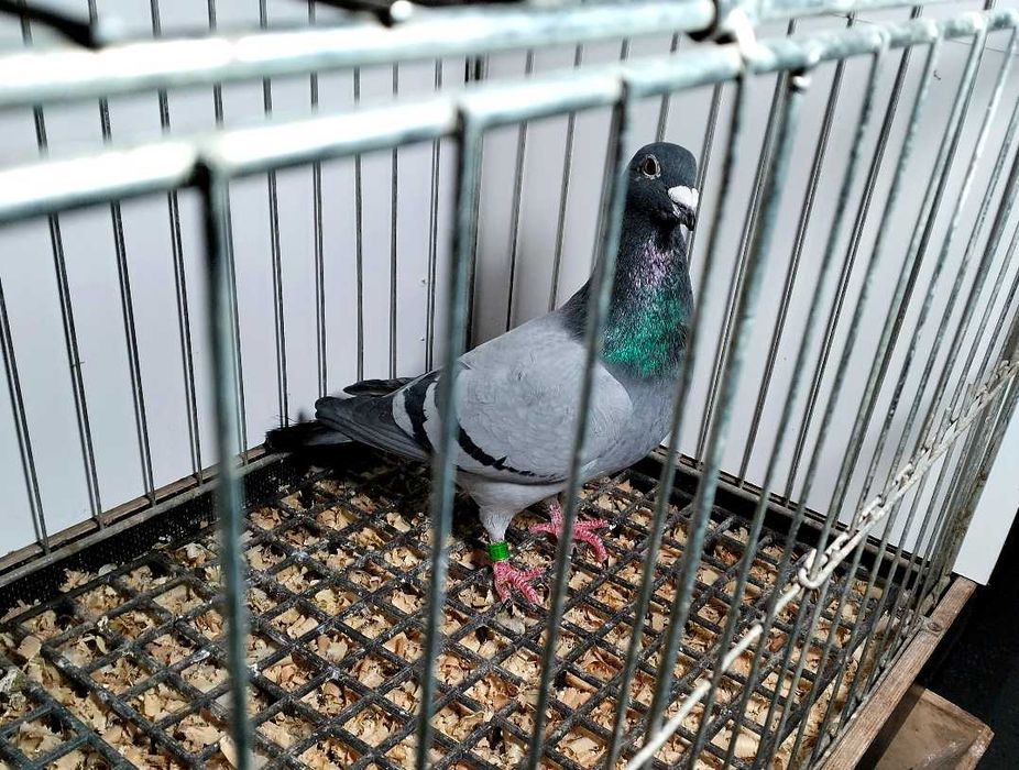 Gołębie pocztowe Leszek Kustra - samiec 2023r nr 10173