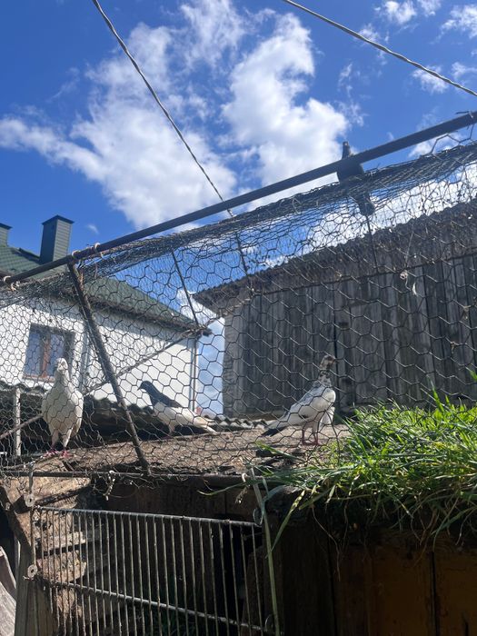 Sprzedam gołębie różnych ras