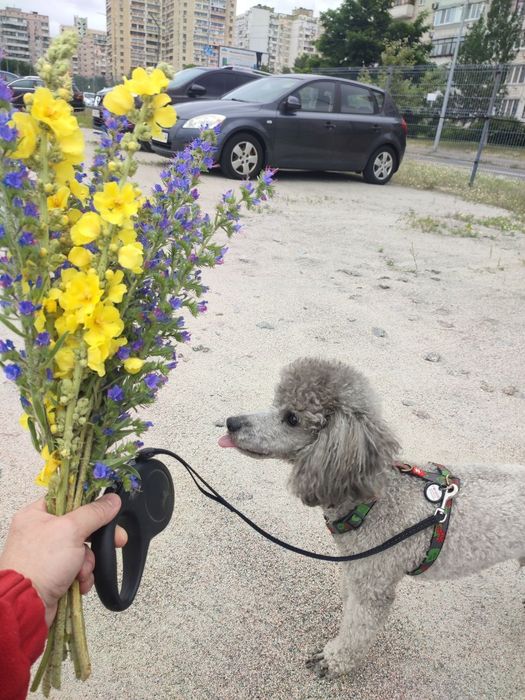 В'язка, карликовий пудель