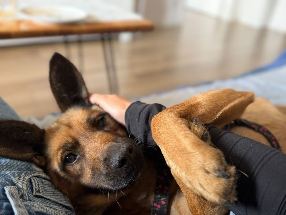 Tusia suczka do adopcji