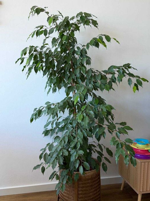 Ficus Benjamina adulto 140cm