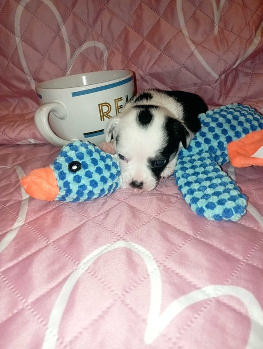 Suczka Chihuahua krótkowłosa