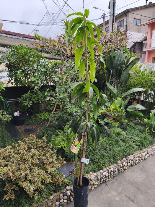 Árvores exóticas e tropicais