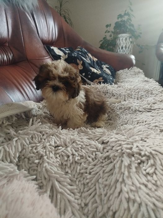 Piękny piesek rasy Shih Tzu