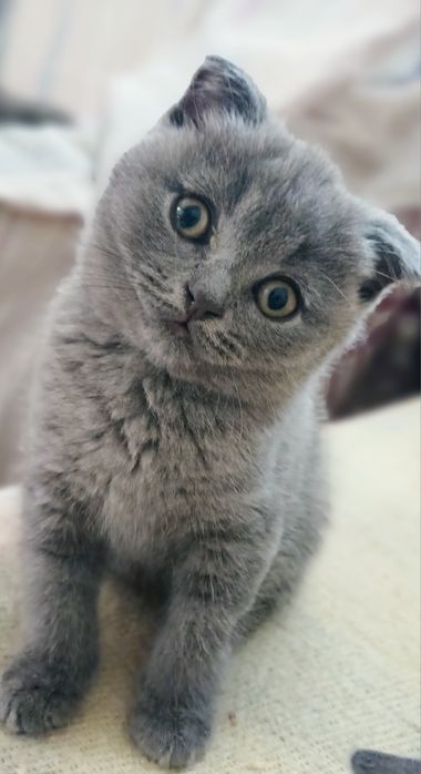Скоттіш фолд блакитний