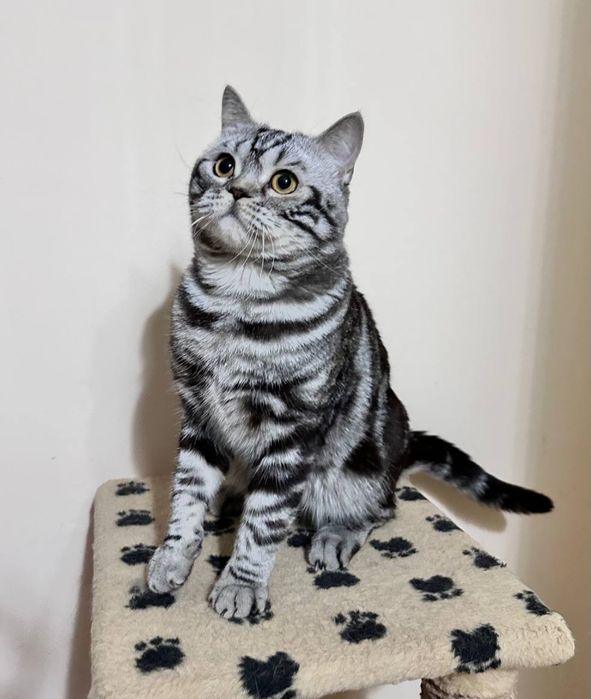 Вязка.Шотландец черный мрамор на серебре.