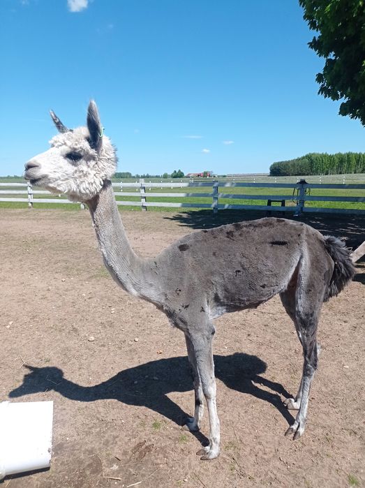 Alpaka samica silver Grey