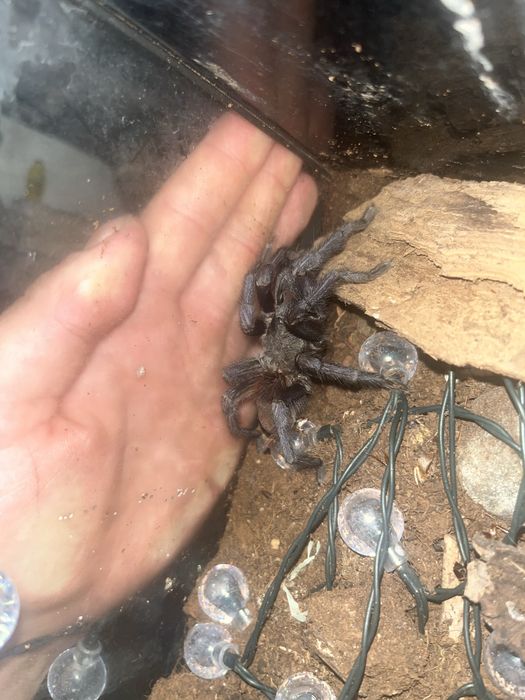 Dorosly samiec pterinopelma sazimai (gotowu do dopuszczenia)