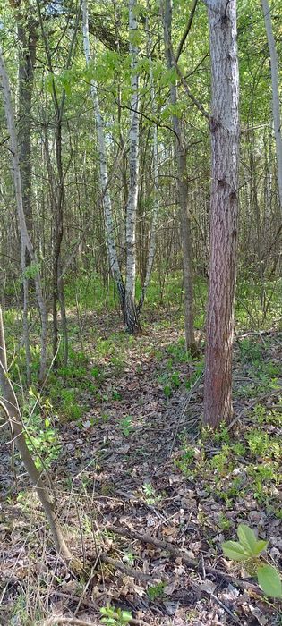 Działki na ul. Las Rzeczki Ostrowiec Św.