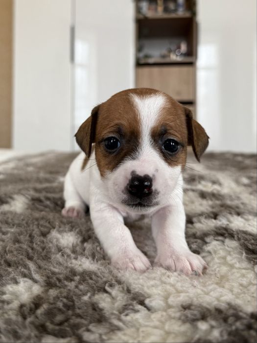 Найкращі малюки Джек Рассел терʼєра