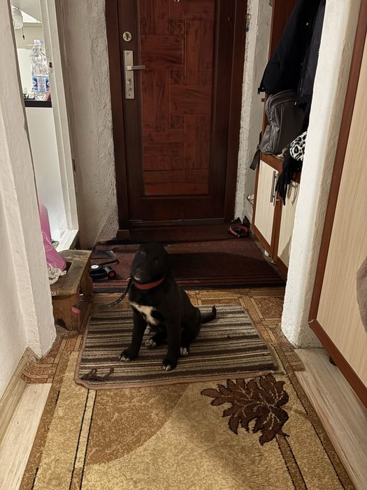 ВІДДАЮ собачку в добрі руки!!!