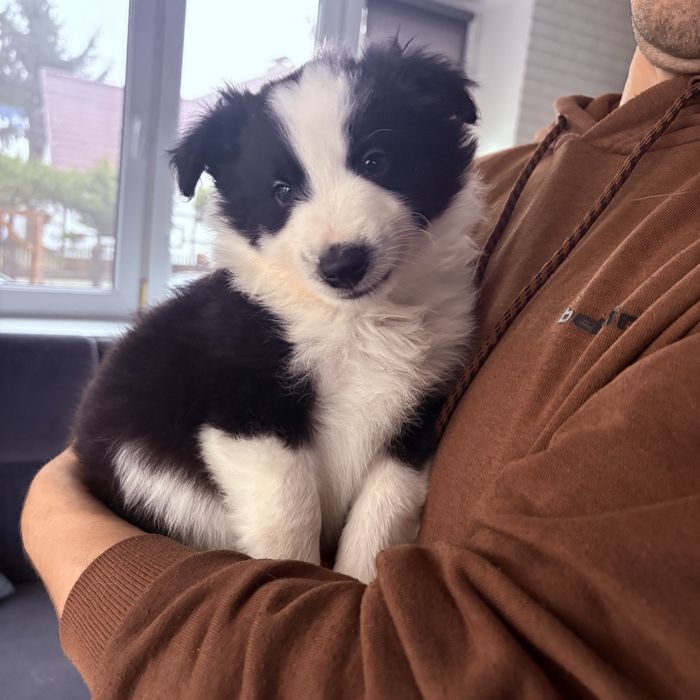 Border collie piesek Joker gotowy do odbioru
