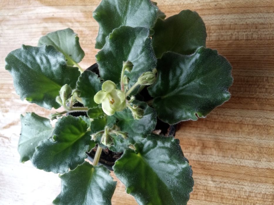 Продам фиалки, саженцы глицинии сиреневой