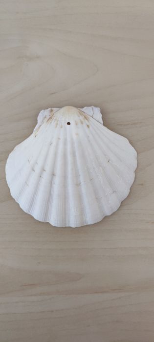 Concha de Vieira grande