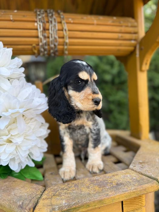 Cocker spaniel angielski sunia rodowód