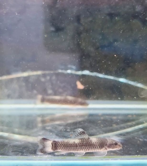 Garra flavatra/ garra panda