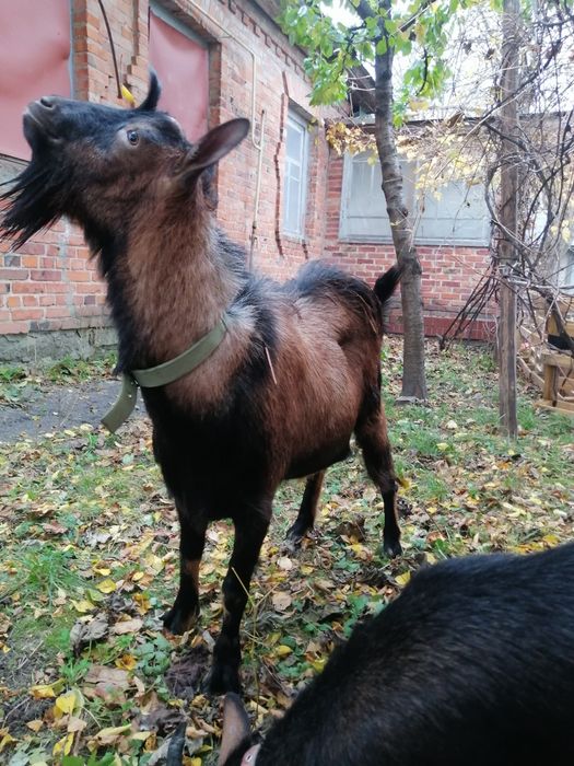 Альпійський козел случка