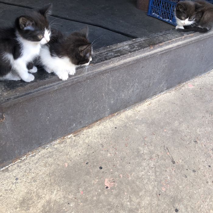 Кошенята в добрі руки