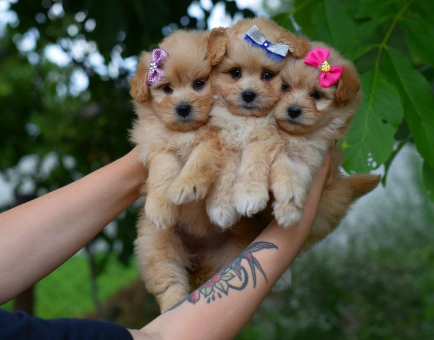 Дівчатка міні  Мальтіпу