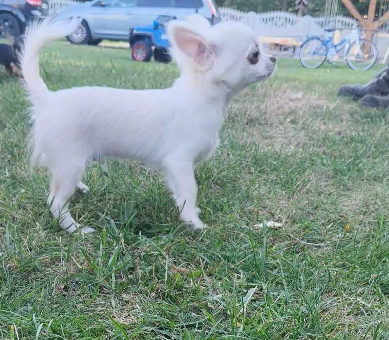 Chihuahua długowłosy chłopiec.