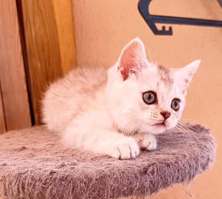 Gatinho para venda