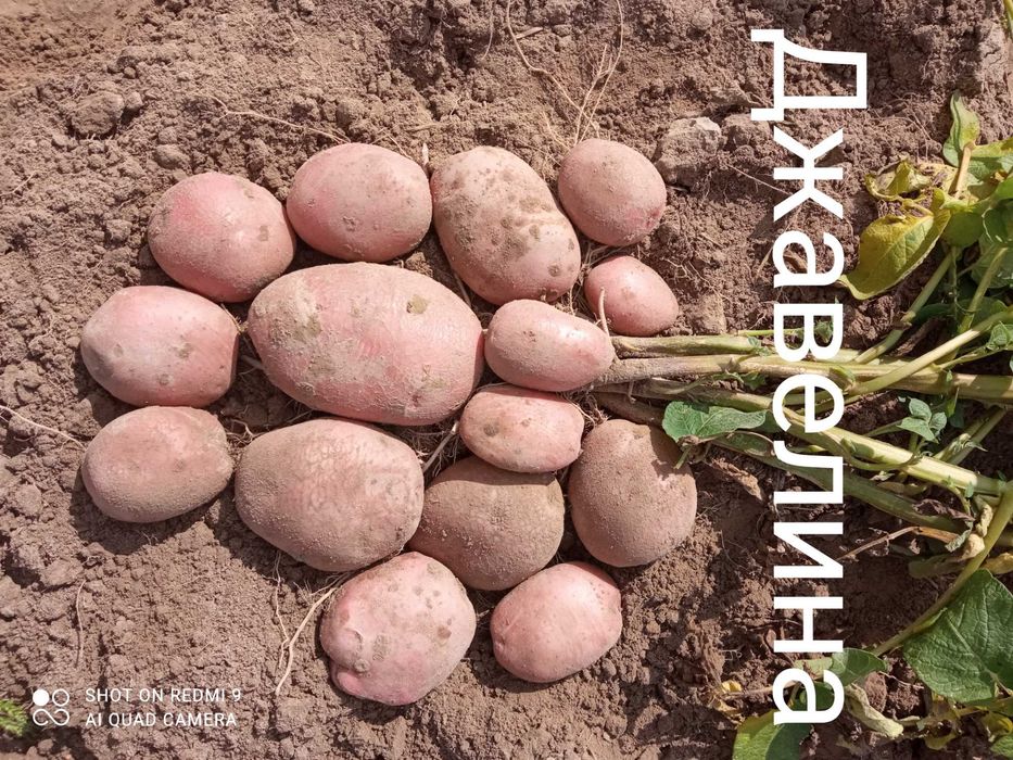 Високоякісна картопля з півночі Сумщини.