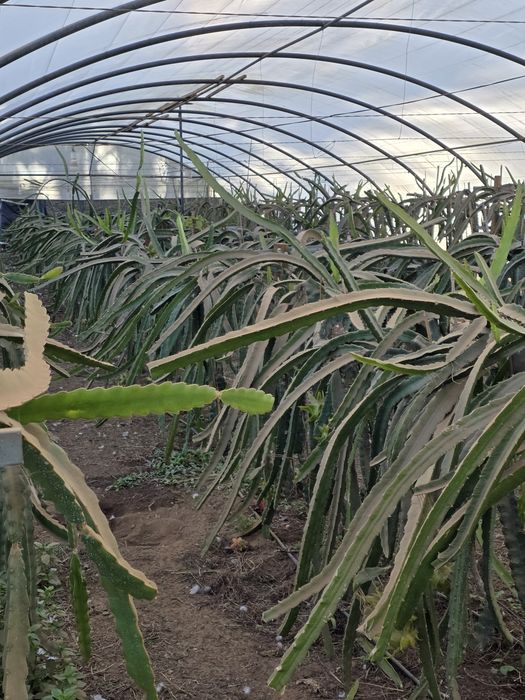 Mudas [ plantas] de Pitayas de diversas Variedades.