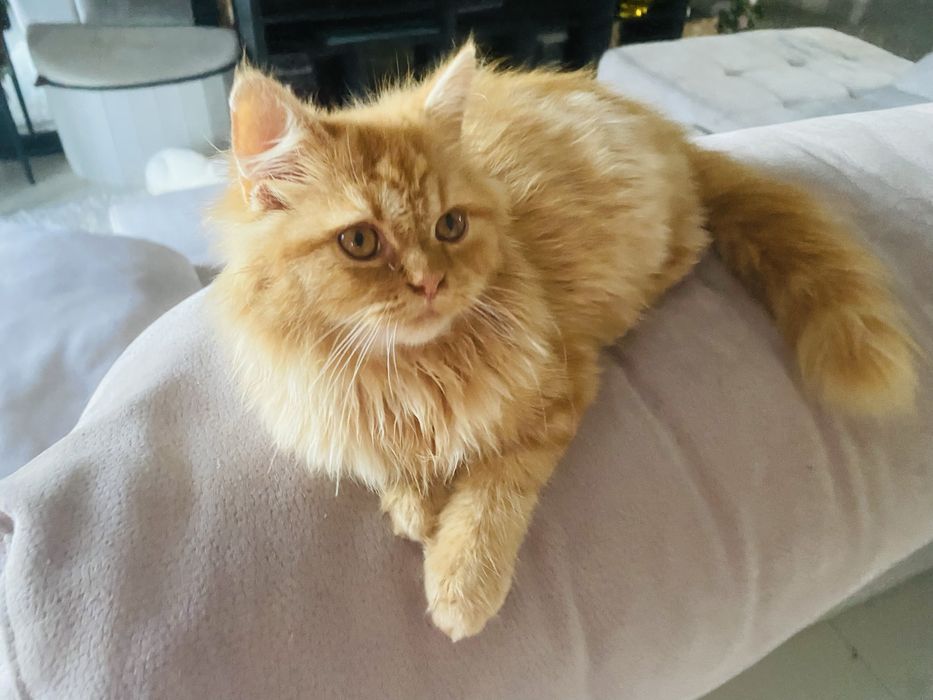 Gatinho amarelo macho e gatinha femea