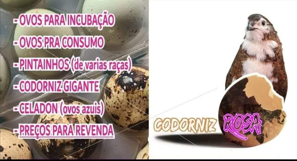 Coderniz gigante (ovos e pintainhos)