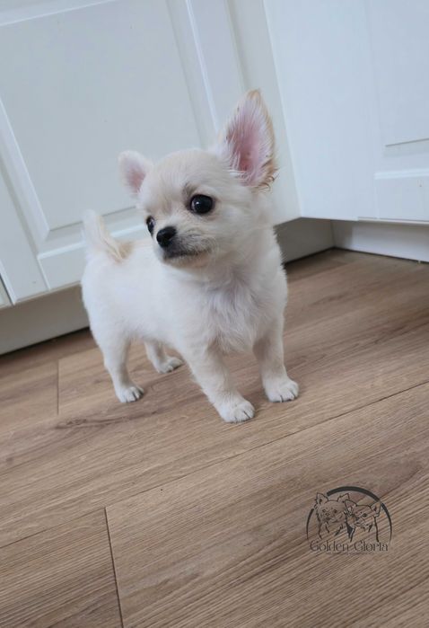 Chihuahua długowłose FCI/ZKwP