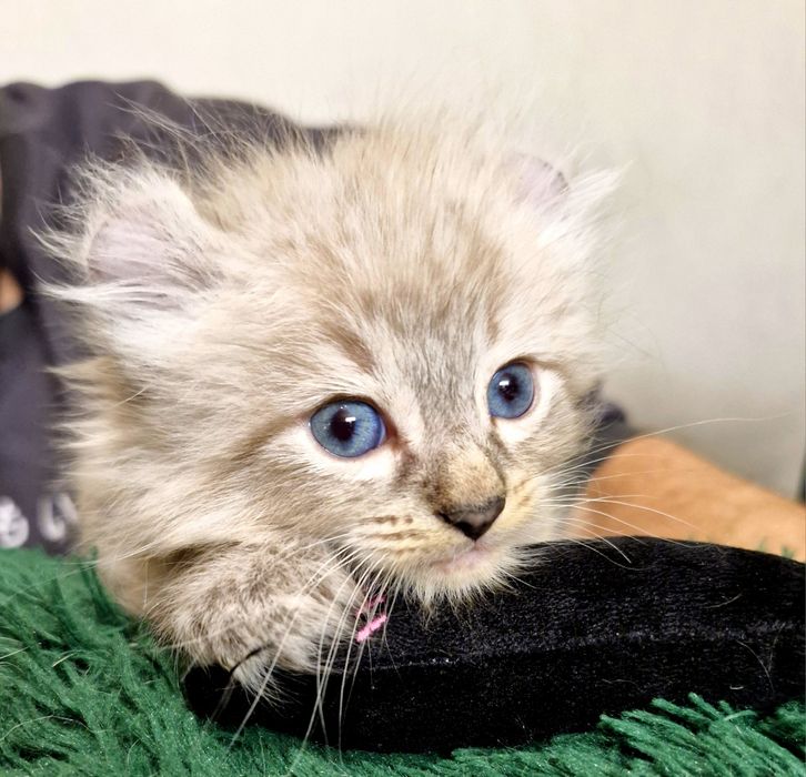 Curl American kocurek pręgowany z chabrowymi oczkami