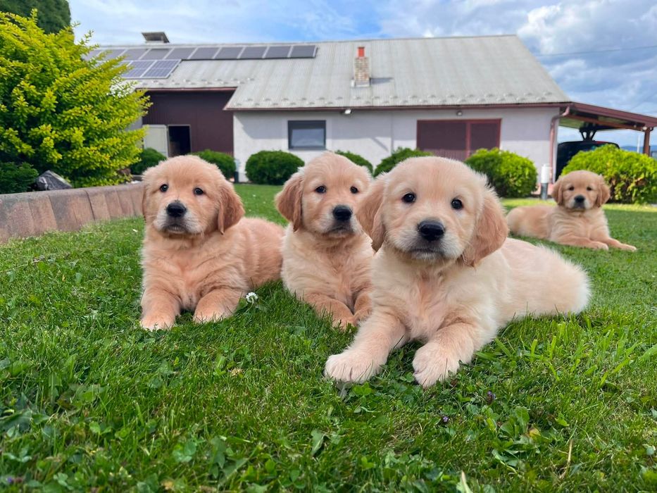 Golden Retriever