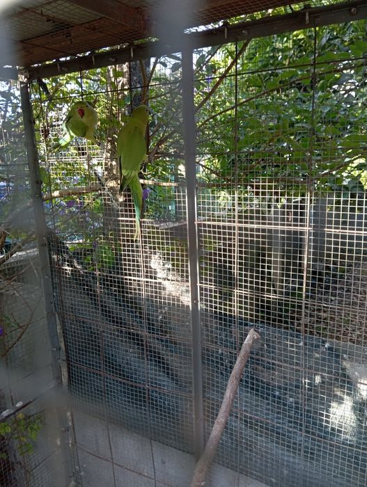 Ring neck verde fêmeas sexados